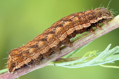 Dypterygia scabriuscula