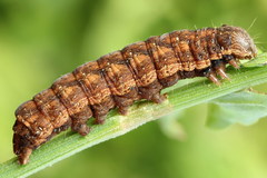 Dypterygia scabriuscula