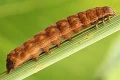 Dypterygia scabriuscula