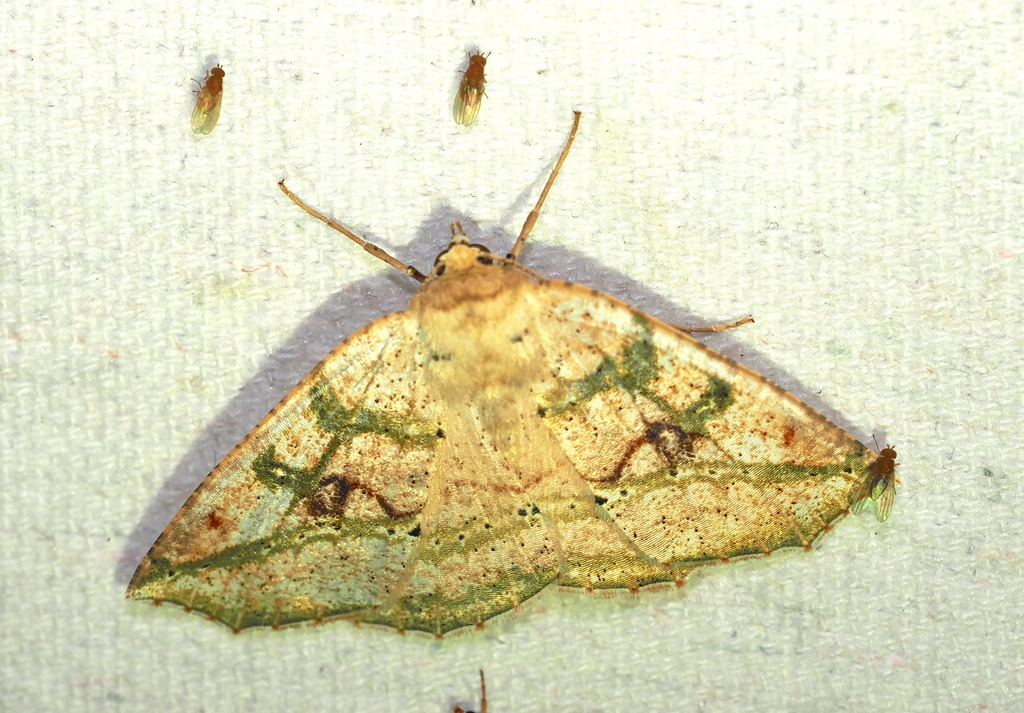 Cirsodes bella