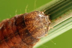 Dypterygia scabriuscula