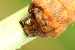 Dypterygia scabriuscula