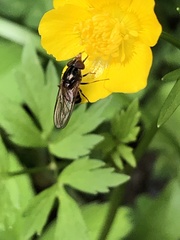 Rhingia nasica image