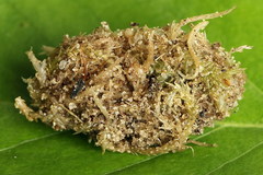 Dypterygia scabriuscula