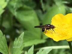 Rhingia nasica image