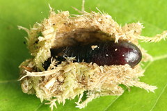 Dypterygia scabriuscula