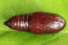 Dypterygia scabriuscula