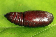 Dypterygia scabriuscula