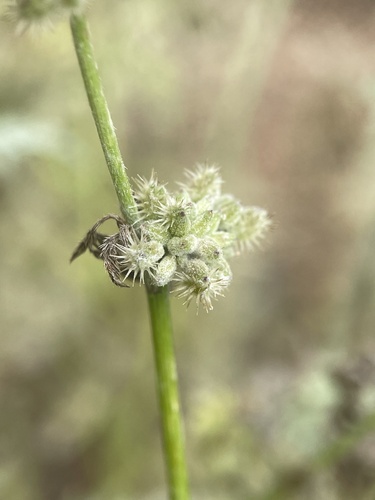 Torilis nodosa iNat (2)