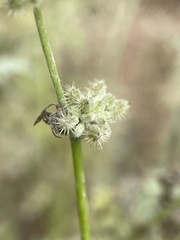 K0dzu (Torilis nodosa)