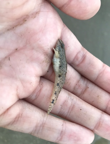 Indo-Pacific tropical sand goby (Favonigobius reichei) — Gobiidae — 3