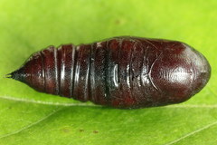 Dypterygia scabriuscula