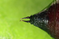 Dypterygia scabriuscula