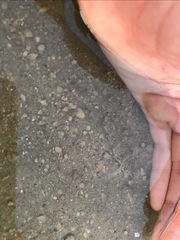 Favonigobius reichei