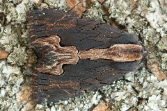 Dypterygia scabriuscula