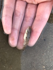 Favonigobius reichei