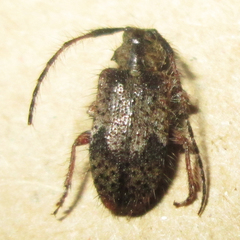 Exocentrus echinulus