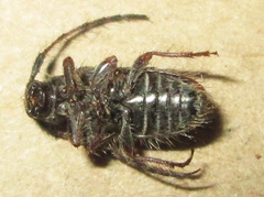 Exocentrus echinulus