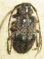 Exocentrus echinulus