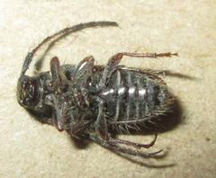 Exocentrus echinulus