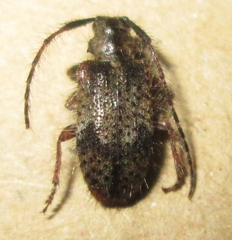 Exocentrus echinulus