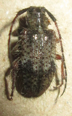 Exocentrus echinulus