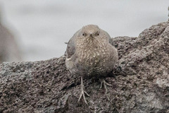 Monticola solitarius