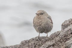 Monticola solitarius