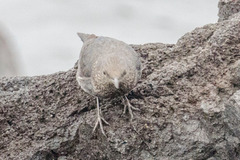 Monticola solitarius