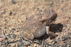 Sclerophrys pusilla