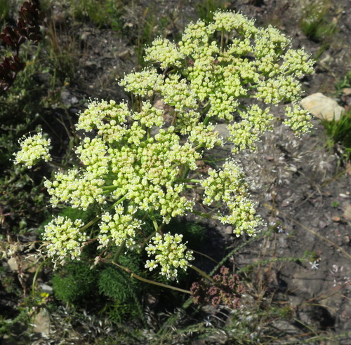 Image of Nanobubon capillaceum by no rights reserved
