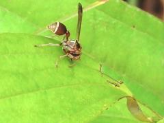 Ropalidia hongkongensis