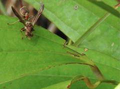Ropalidia hongkongensis