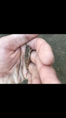 Favonigobius reichei