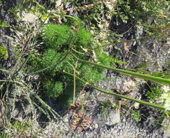 Nanobubon capillaceum