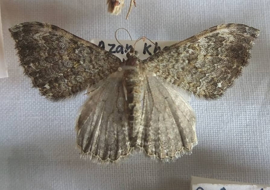 Rheumaptera luteimedia