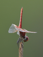 Urothemis assignata