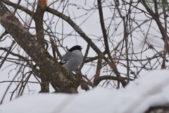 Pyrrhula pyrrhula cineracea