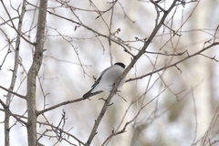 Pyrrhula pyrrhula cineracea