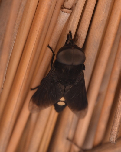 Hippo Fly