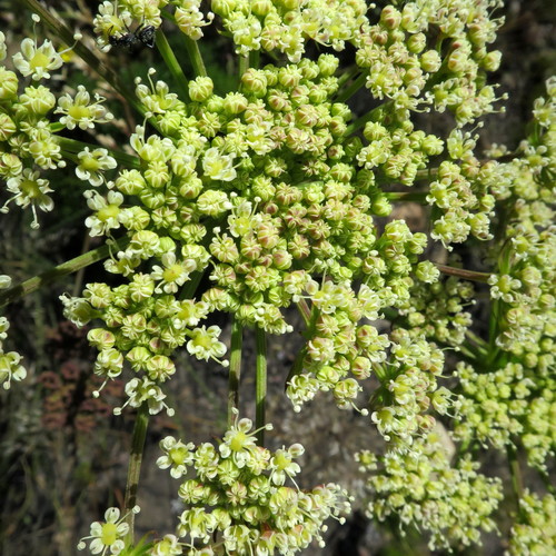 Image of Nanobubon capillaceum by no rights reserved