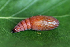 Enargia paleacea