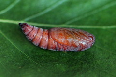 Enargia paleacea