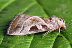 Eucarta virgo
