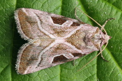 Eucarta virgo