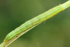 Eucarta virgo