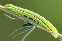 Eucarta virgo