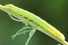 Eucarta virgo