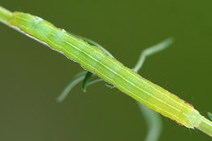 Eucarta virgo