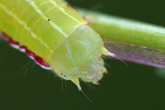 Eucarta virgo